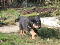 H Wurf 21.02 (65) : H-Wurf vom Tüfelsland geb. 31.12.2015 vom 20.02.16